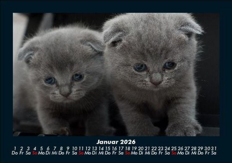 Produktbild: F&uuml;r Katzenfreunde 2026 Fotokalender DIN A5