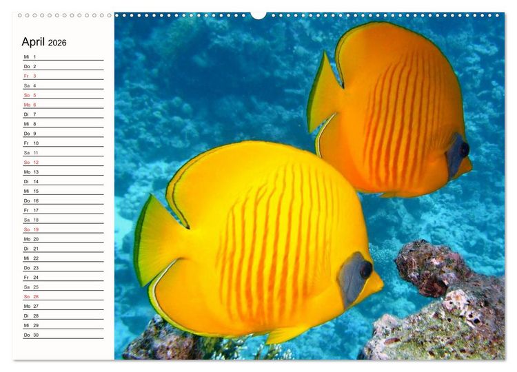 Produktbild: Paradiese. Karibik und S&uuml;dsee &uuml;ber und unter Wasser (hochwertiger Premium Wandkalender 2026 DIN A2 quer), Kunstdruck in Hochglanz