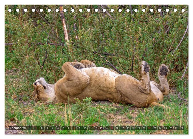 Produktbild: Katzen im Busch (Tischkalender 2026 DIN A5 quer), CALVENDO Monatskalender