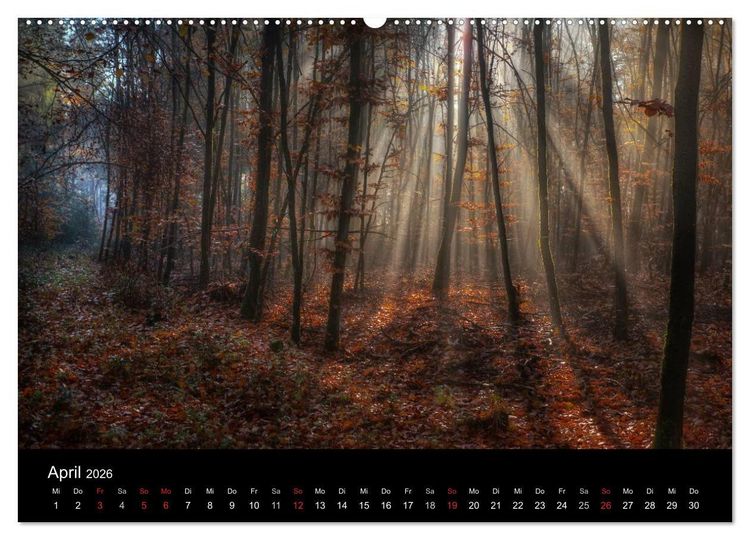 Produktbild: Waldkalender (Wandkalender 2026 DIN A2 quer), CALVENDO Monatskalender