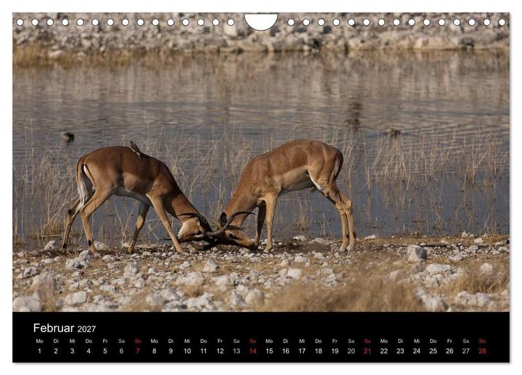 Produktbild: Wildlife Namibia (Wandkalender 2027 DIN A4 quer), CALVENDO Monatskalender