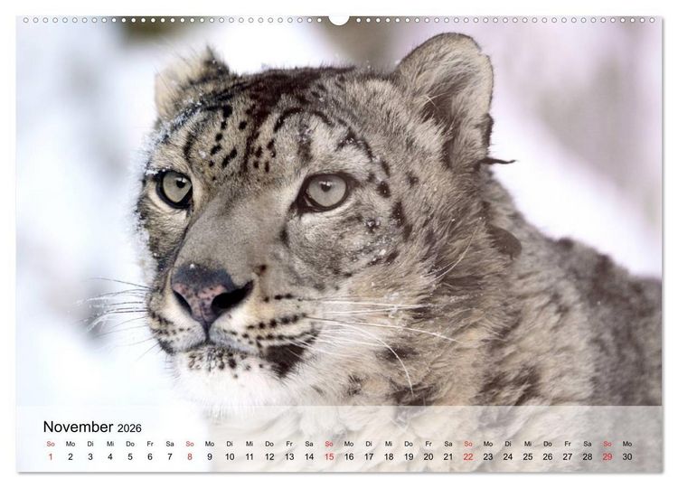 Produktbild: Leoparden. Elegante J&auml;ger (hochwertiger Premium Wandkalender 2026 DIN A2 quer), Kunstdruck in Hochglanz