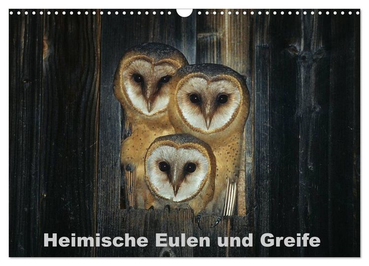 Produktbild: Heimische Eulen und Greife (Wandkalender 2026 DIN A3 quer), CALVENDO Monatskalender