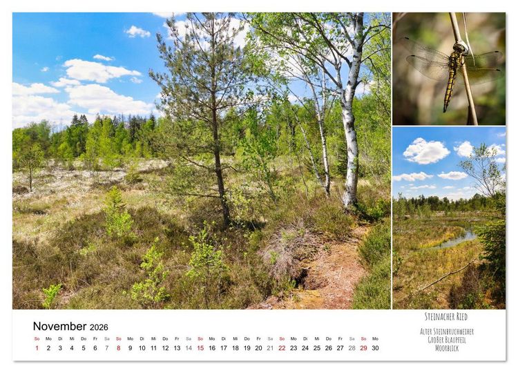 Produktbild: Schwabens Riede und Moore (Wandkalender 2026 DIN A4 quer), CALVENDO Monatskalender