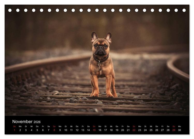 Produktbild: French Bulldog aktiv, verspielt, sportlich (Tischkalender 2026 DIN A5 quer), CALVENDO Monatskalender