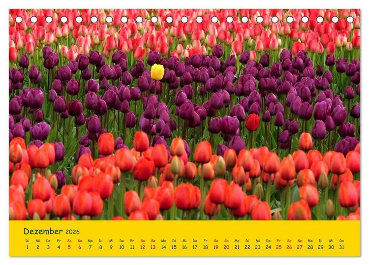 Produktbild: Tulpentraum (Tischkalender 2026 DIN A5 quer), CALVENDO Monatskalender