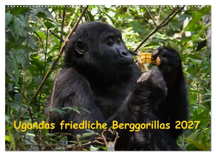 Produktbild: Ugandas friedliche Berggorillas (Wandkalender 2027 DIN A2 quer), CALVENDO Monatskalender