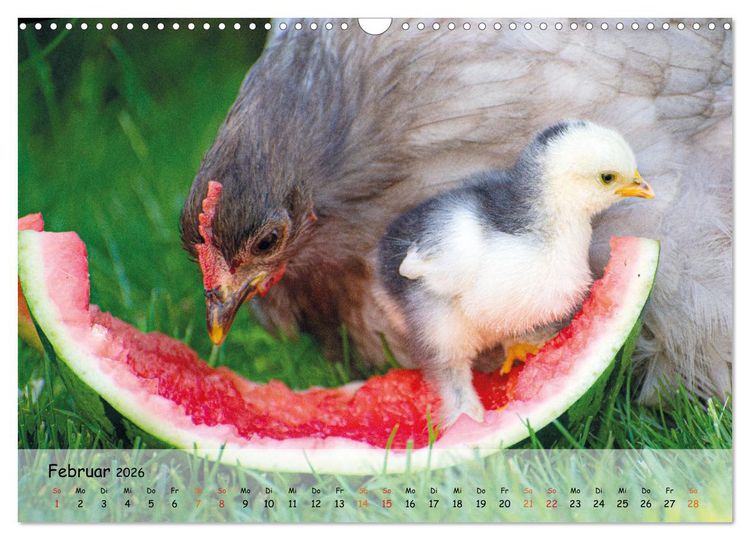 Produktbild: H&uuml;hner im Garten (Wandkalender 2026 DIN A3 quer), CALVENDO Monatskalender