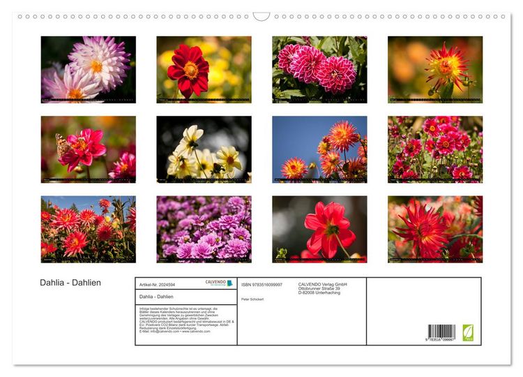 Produktbild: Dahlia - Dahlien (Wandkalender 2026 DIN A2 quer), CALVENDO Monatskalender