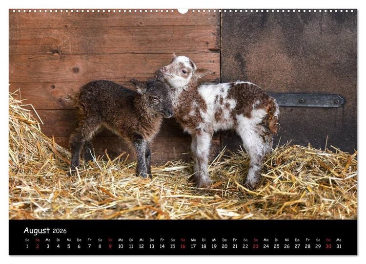 Produktbild: Schafe und L&auml;mmer (Wandkalender 2026 DIN A2 quer), CALVENDO Monatskalender