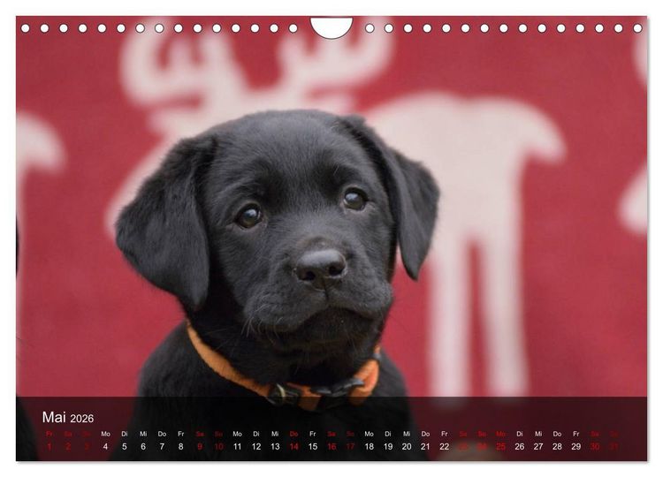 Produktbild: Labrador Retriever Welpen (Wandkalender 2026 DIN A4 quer), CALVENDO Monatskalender