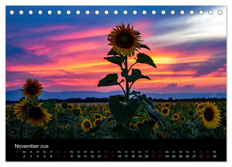 Produktbild: Blumen der Sonne (Tischkalender 2026 DIN A5 quer), CALVENDO Monatskalender