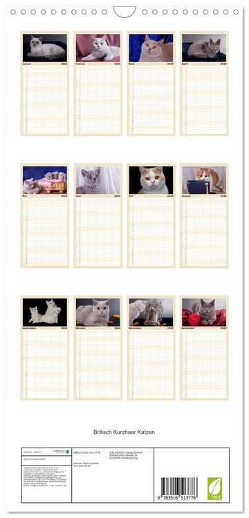 Produktbild: Familienplaner 2026 - Britisch Kurzhaar Katzen mit 5 Spalten (Wandkalender, 21 x 45 cm) CALVENDO