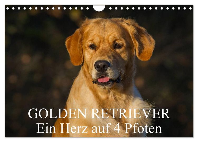Produktbild: Golden Retriever - Ein Herz auf 4 Pfoten (Wandkalender 2026 DIN A4 quer), CALVENDO Monatskalender