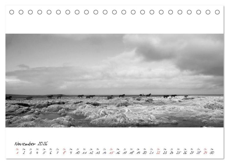 Produktbild: Islandpferde von Brimilsvellir (Tischkalender 2026 DIN A5 quer), CALVENDO Monatskalender