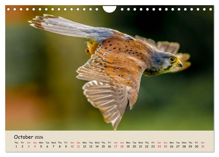 Produktbild: British Birds of Prey (Wall Calendar 2026 DIN A4 landscape), CALVENDO 12 Month Wall Calendar