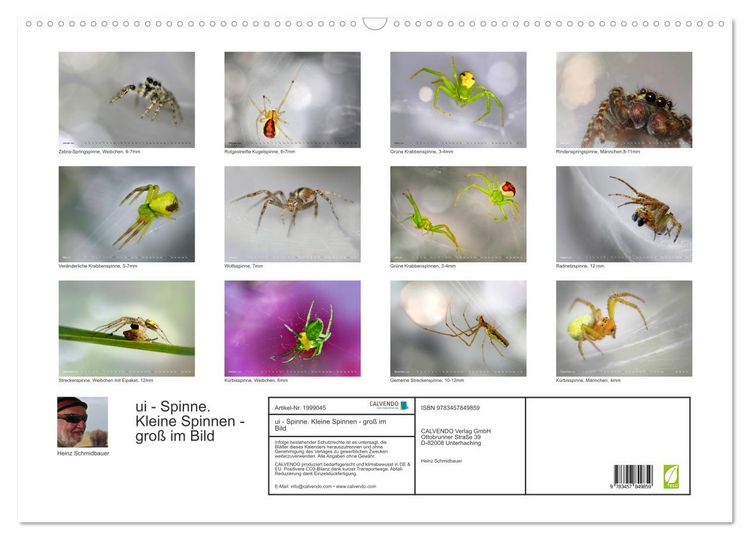 Produktbild: ui - Spinne. Kleine Spinnen - gro&szlig; im Bild (Wandkalender 2026 DIN A2 quer), CALVENDO Monatskalender