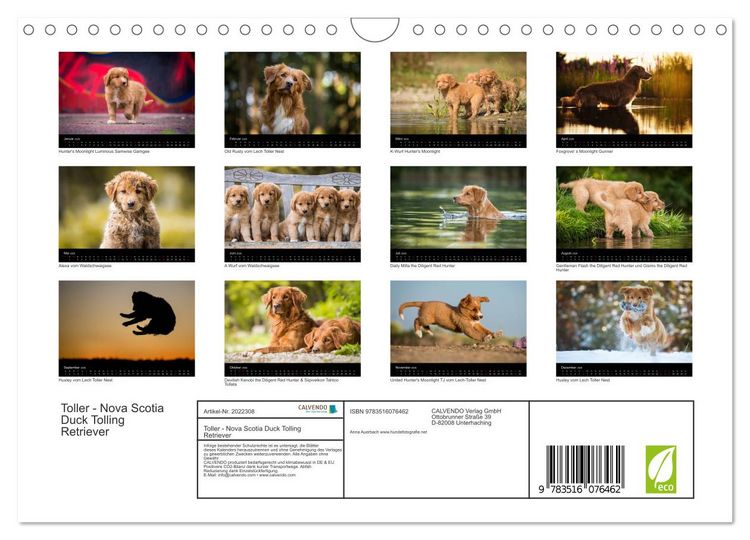 Produktbild: Toller - Nova Scotia Duck Tolling Retriever (Wandkalender 2026 DIN A4 quer), CALVENDO Monatskalender