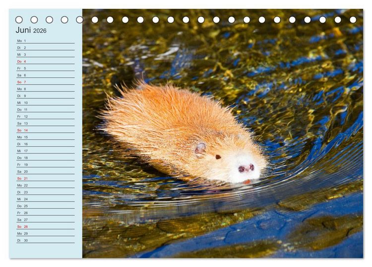Produktbild: Wir sind die Stars am Wasser (Tischkalender 2026 DIN A5 quer), CALVENDO Monatskalender