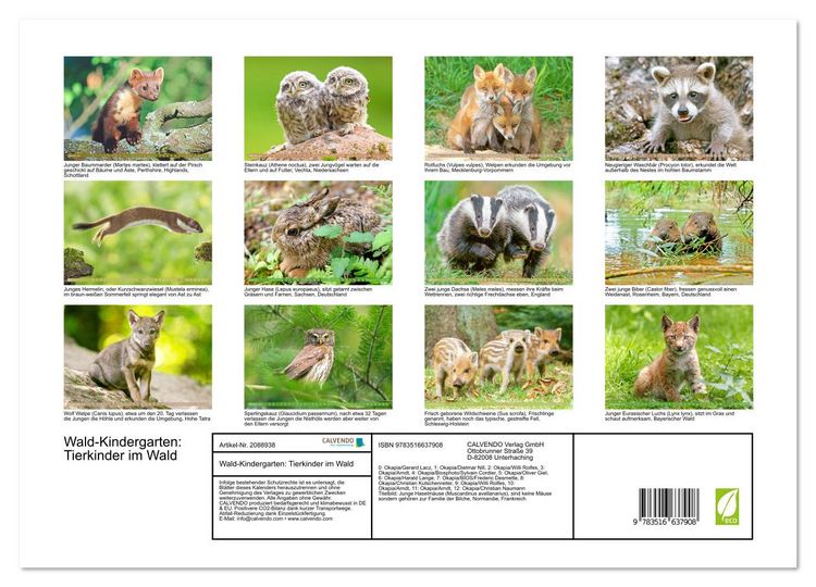 Produktbild: Wald-Kindergarten: Tierkinder im Wald (Wandkalender 2026 DIN A3 quer), CALVENDO Monatskalender