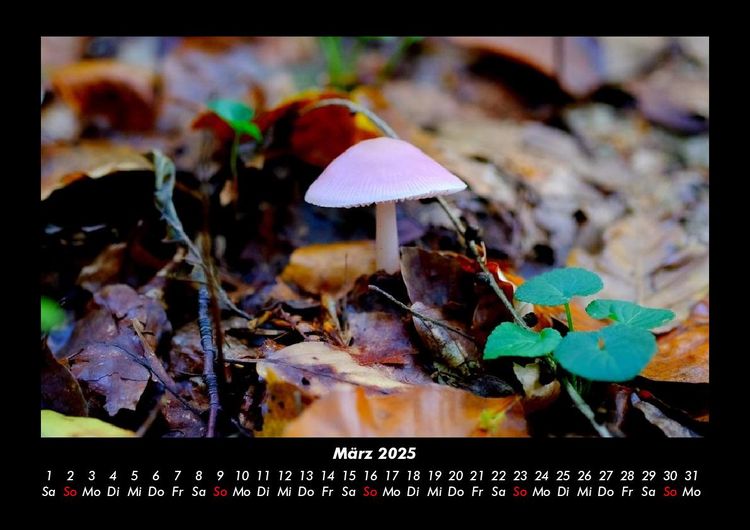 Produktbild: Pilzkalender 2025 Fotokalender DIN A3
