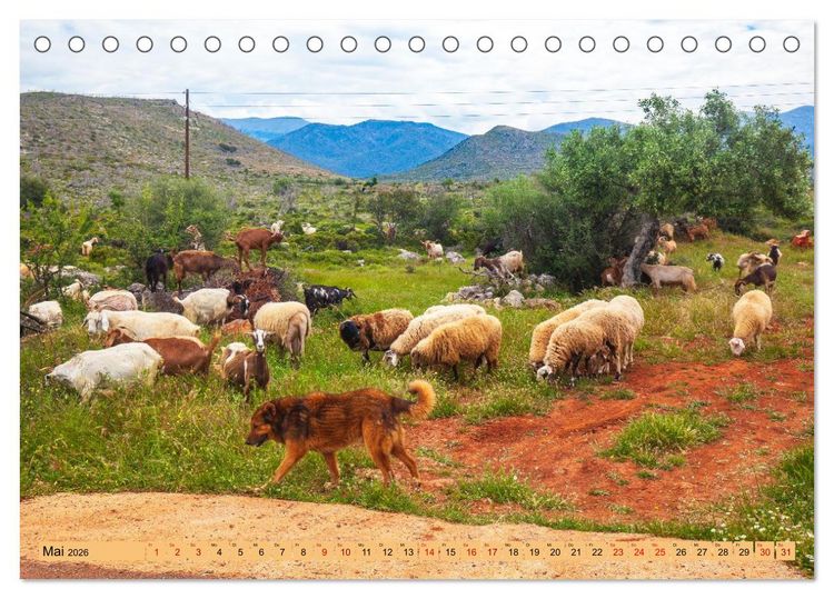 Produktbild: Auf Weidefl&auml;chen und Hochweiden (Tischkalender 2026 DIN A5 quer), CALVENDO Monatskalender