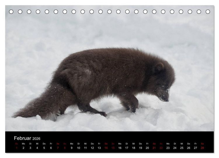 Produktbild: Polarfuchsstudien Wildlife (Tischkalender 2026 DIN A5 quer), CALVENDO Monatskalender