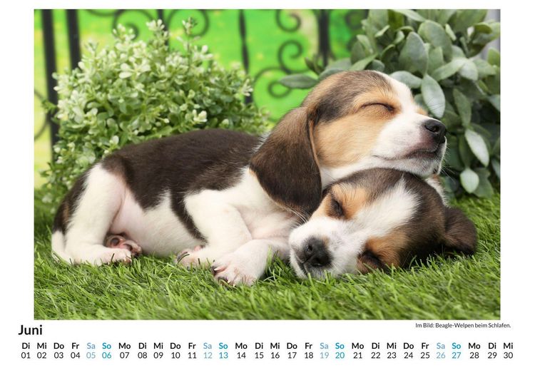 Produktbild: Beagle