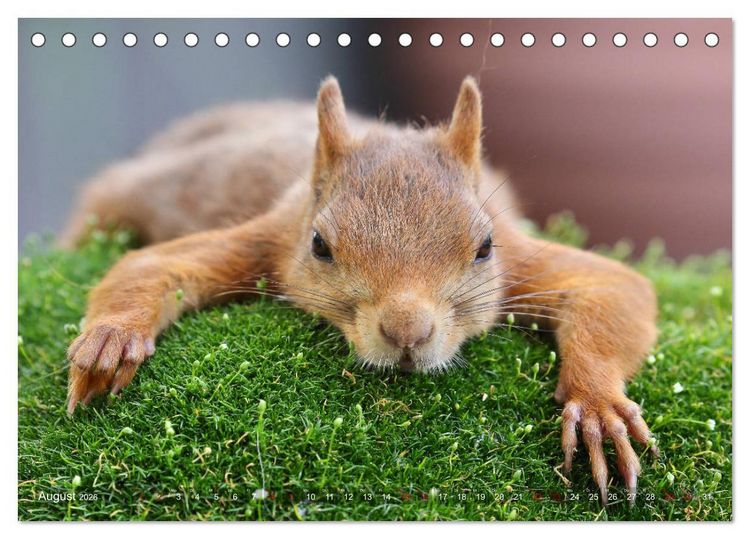 Produktbild: Eichh&ouml;rnchen in zauberhaften Posen (Tischkalender 2026 DIN A5 quer), CALVENDO Monatskalender