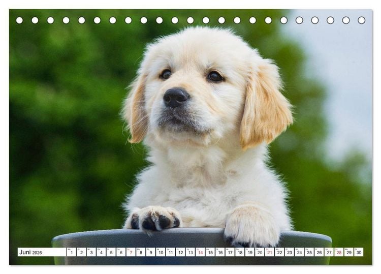 Produktbild: Goldige Herzensbrecher - Golden Retriever Welpen (Tischkalender 2026 DIN A5 quer), CALVENDO Monatskalender