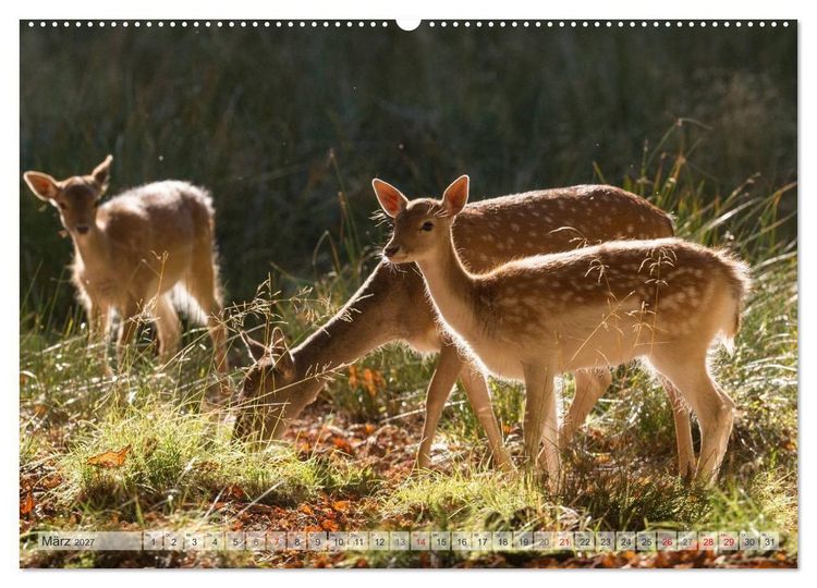 Produktbild: Emotionale Momente: Das Damwild. (hochwertiger Premium Wandkalender 2027 DIN A2 quer), Kunstdruck in Hochglanz