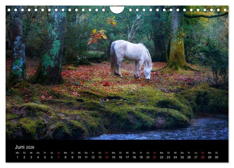 Produktbild: New Forest - England (Wandkalender 2026 DIN A4 quer), CALVENDO Monatskalender