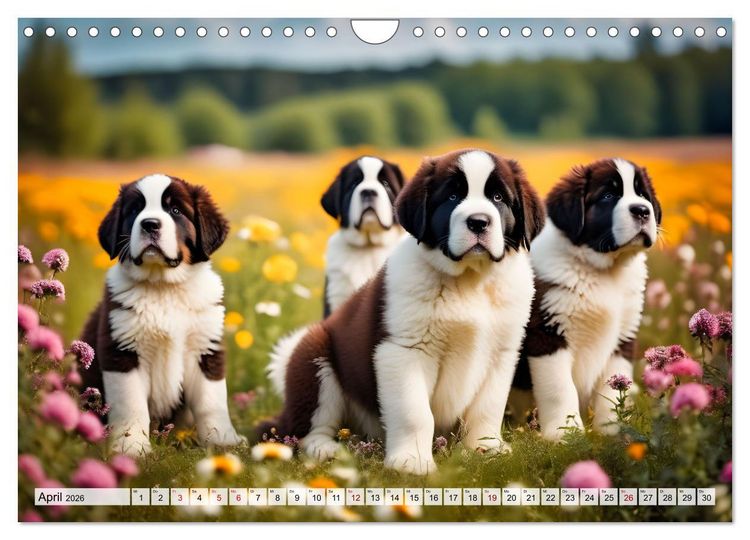 Produktbild: Gigant Bernhardiner (Wandkalender 2026 DIN A4 quer), CALVENDO Monatskalender