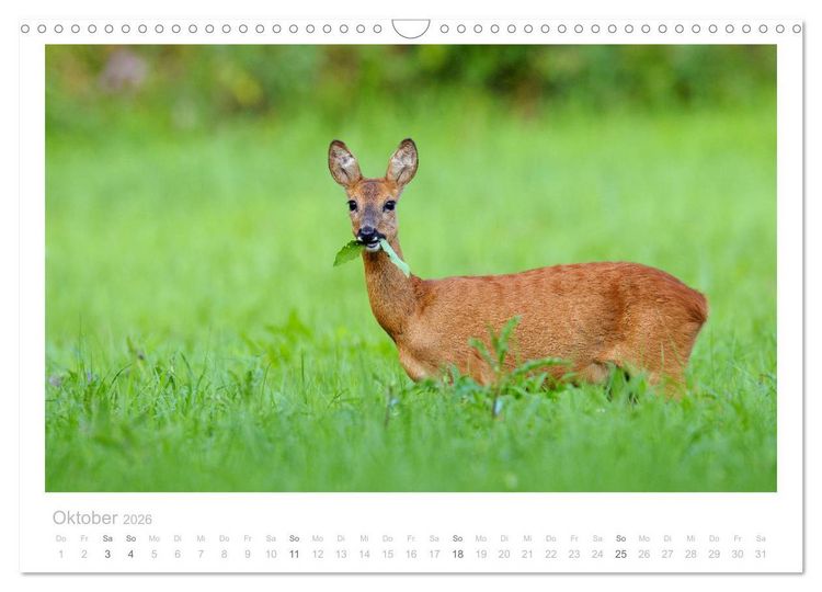 Produktbild: Rehwild 2026 (Wandkalender 2026 DIN A3 quer), CALVENDO Monatskalender