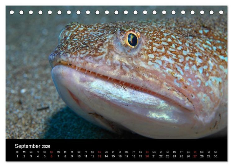 Produktbild: Bilder der Tiefe 2026 (Tischkalender 2026 DIN A5 quer), CALVENDO Monatskalender