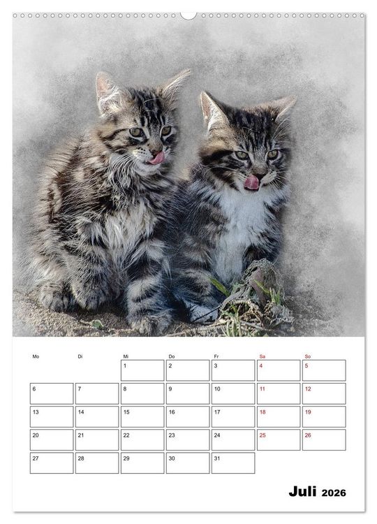 Produktbild: Maine Coon Katzen (Wandkalender 2026 DIN A2 hoch), CALVENDO Monatskalender