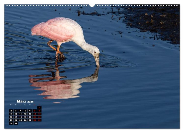 Produktbild: Floridas wunderbare Vogelwelt (hochwertiger Premium Wandkalender 2026 DIN A2 quer), Kunstdruck in Hochglanz