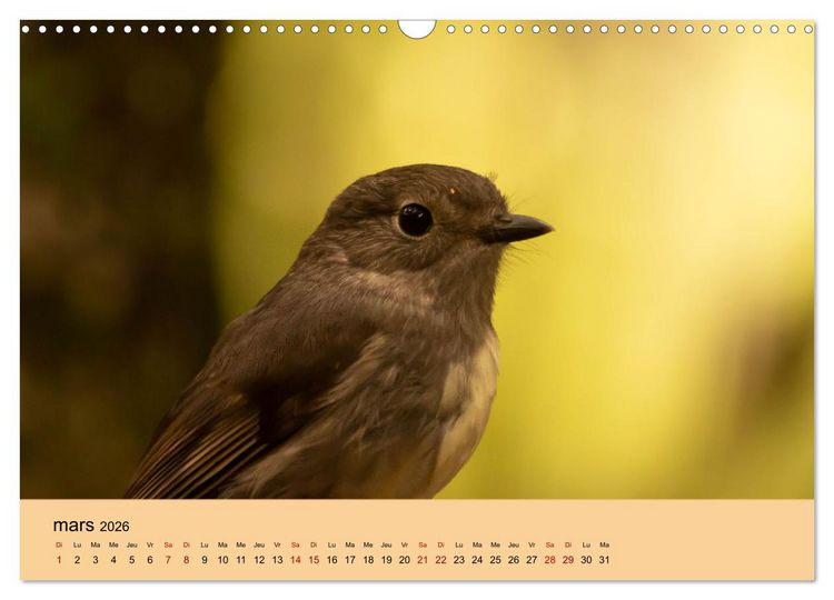 Produktbild: Oiseaux de Nouvelle-Z&eacute;lande (Calendrier mural 2026 DIN A3 vertical), CALVENDO calendrier mensuel