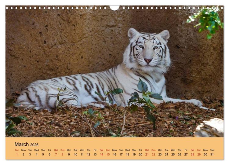 Produktbild: Just Bengal Tigers (Wall Calendar 2026 DIN A3 landscape), CALVENDO 12 Month Wall Calendar