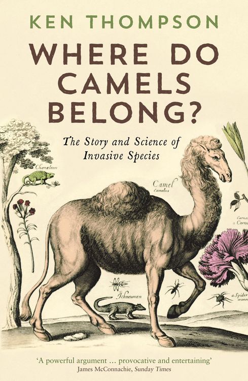 Produktbild: Where Do Camels Belong?