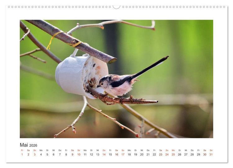 Produktbild: Gefiederte Garteng&auml;ste, Schwanzmeisen (hochwertiger Premium Wandkalender 2026 DIN A2 quer), Kunstdruck in Hochglanz