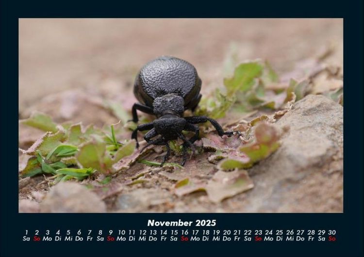 Produktbild: K&auml;fer 2025 Fotokalender DIN A4