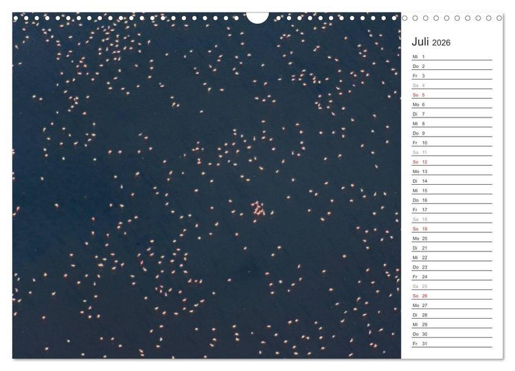 Produktbild: Flamingo Impressionen 2026 (Wandkalender 2026 DIN A3 quer), CALVENDO Monatskalender