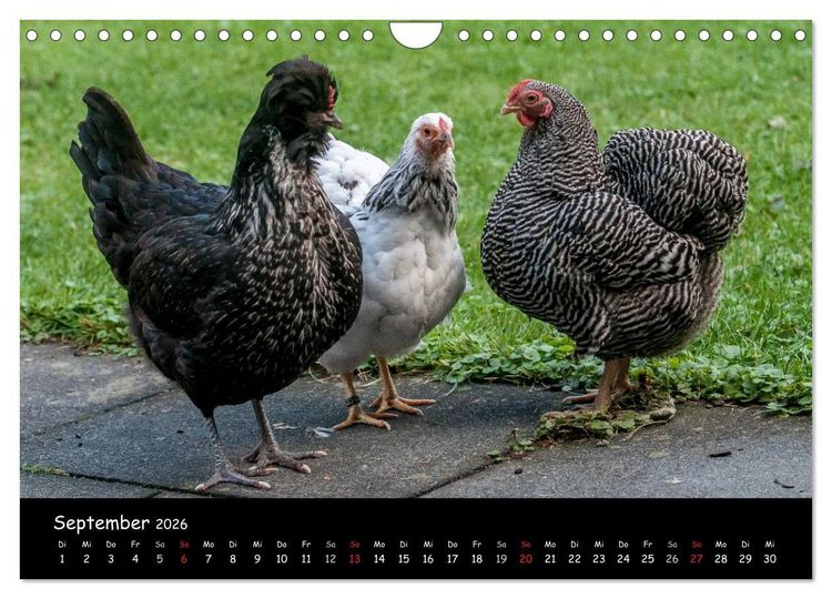 Produktbild: Gartenh&uuml;hner (Wandkalender 2026 DIN A4 quer), CALVENDO Monatskalender