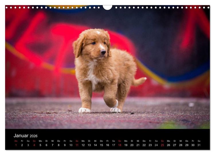 Produktbild: Toller - Nova Scotia Duck Tolling Retriever (Wandkalender 2026 DIN A3 quer), CALVENDO Monatskalender