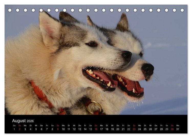 Produktbild: Huskys (Tischkalender 2026 DIN A5 quer), CALVENDO Monatskalender