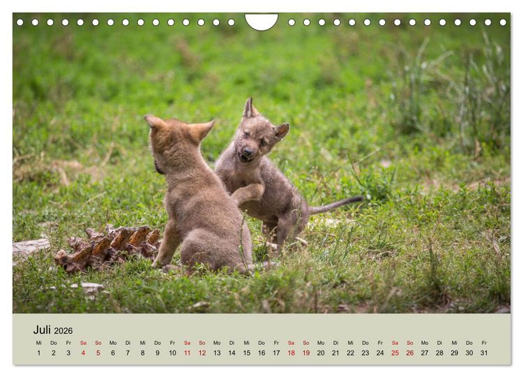 Produktbild: Wolfsrudel (Wandkalender 2026 DIN A4 quer), CALVENDO Monatskalender