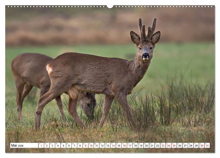 Produktbild: Anmut mit sanften Augen - Rehwild in der freien Natur (Wandkalender 2026 DIN A2 quer), CALVENDO Monatskalender