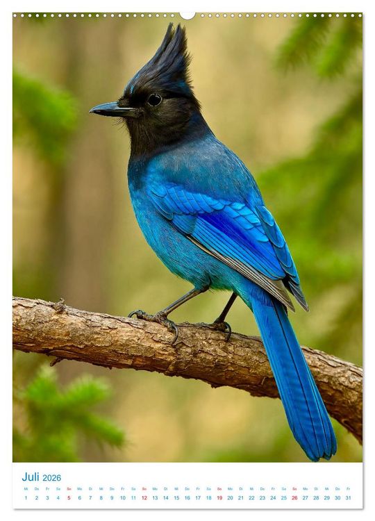 Produktbild: Blaue V&ouml;gel (hochwertiger Premium Wandkalender 2026 DIN A2 hoch), Kunstdruck in Hochglanz