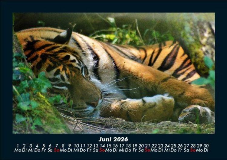 Produktbild: Tiger 2026 Fotokalender DIN A5